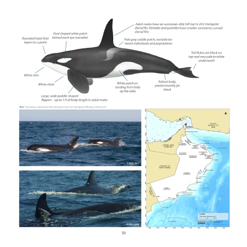 Page 33 - Whales and Dolphins