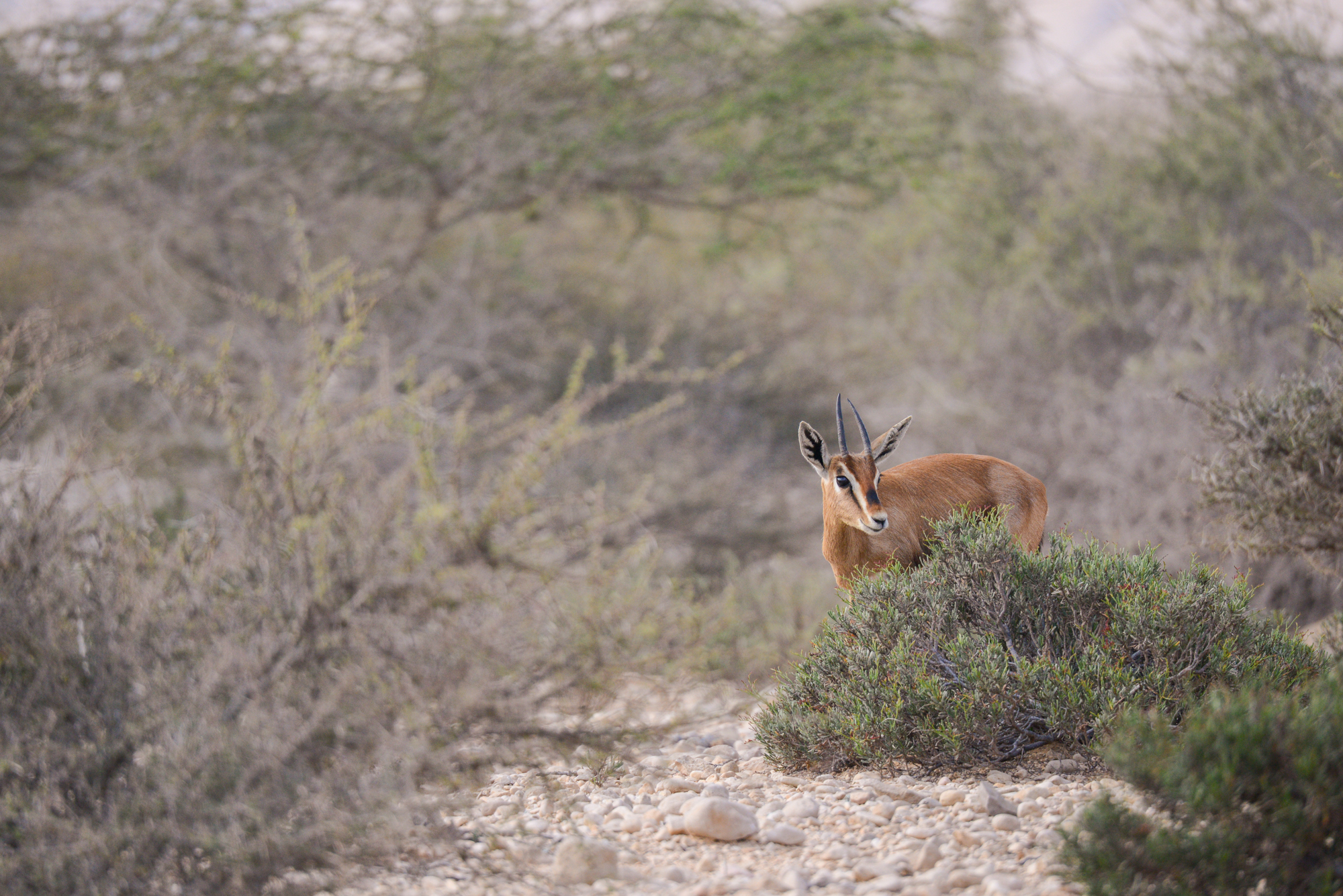 صورة لمعرض الصور