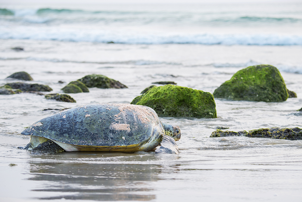 photo gallery picture