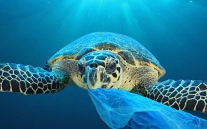 <p>Ministerial Decision No. 23/2020 regarding the ban on the use of single-consumption plastic shopping bags will be implemented, and it will take effect tomorrow morning, corresponding to January 1, 2021.<br />In this regard, Eng. Ahmed bin Zahir Al Hinai, Director General of Environmental Affairs, said that the authority is continuing to implement the decision banning the use of single-consumption plastic shopping bags, and it is part of the plan set by the authority to preserve the Omani environment from pollution and waste harmful to the environment and wildlife that the Sultanate is rich in.<br />This decision also comes in implementation of the provisions of the Environmental Protection and Pollution Control Law No. 114/2001, and to achieve greater harmonization and integration to integrate sustainable development goals and indicators in the national action plans for the management of plastic products and their waste.<br />In his speech, Al-Hinai explained that the decision came after a series of studies and workshops carried out by the authority in cooperation and coordination with relevant government and private agencies, and an appropriate and sufficient period had been set before the entry into force of this decision in order to ensure that this decision was fully implemented, in a proper manner without Impact on manufacturers as well as consumers, which will help to keep abreast of developments and successive changes on the relevant global agreements.<br />Al-Hinai indicated that this decision will greatly contribute to reducing plastic pollution on the local environment, and that the authority has seen the experiences of many countries that have implemented similar decisions in preventing single-consumption plastic bags, which greatly contributed to preserving the land and marine environment from pollution.<br />He also confirmed at the end of his speech that the authority is continuing to implement this decision and in cooperation with the Ministry of Trade, Industry and Investment Promotion, and that all appropriate measures will be taken in order to ensure the commitment of companies and commercial institutions in its implementation.<br />It is worth noting that Ministerial Resolution No. 23/2020 affirmed that companies and establishments are prohibited from using single-consumption plastic shopping bags that are used once in order to preserve the Omani environment, provided that an administrative fine of not less than 100 Omani riyals and not more than 2,000 Omani riyals is imposed on each Whoever violates the provisions of this decision, and is doubled in the event of repeated violation, without prejudice to any more severe penalty stipulated in the Environmental Protection and Pollution Control Law.<br />The decision was based on the Environmental Protection and Pollution Control Law issued by Royal Decree No. 114/2001, and the Royal Decree No. 18/2008 defining the terms of reference of the Ministry of Environment and Climate Affairs and adopting its organizational structure.</p>