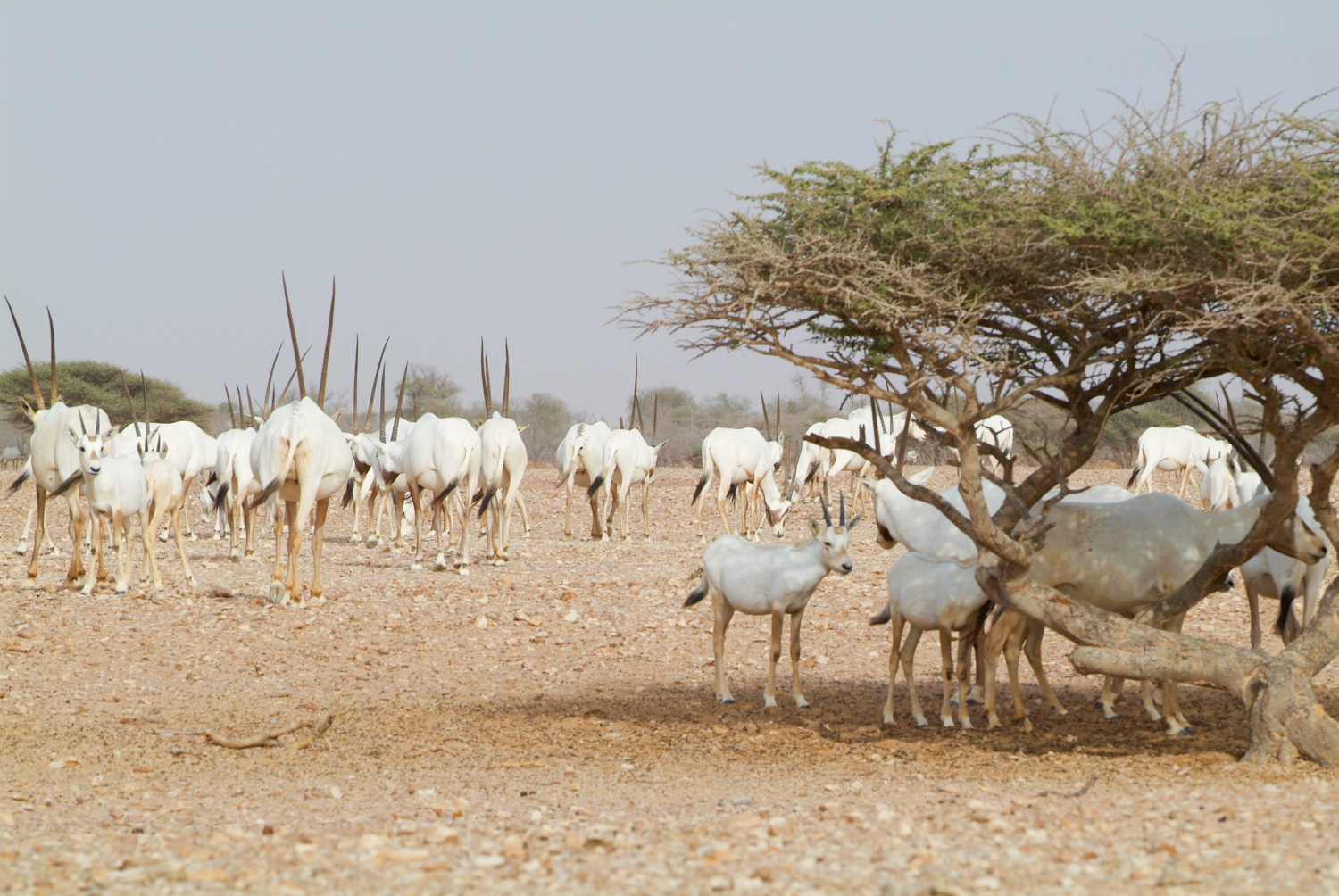 photo gallery picture