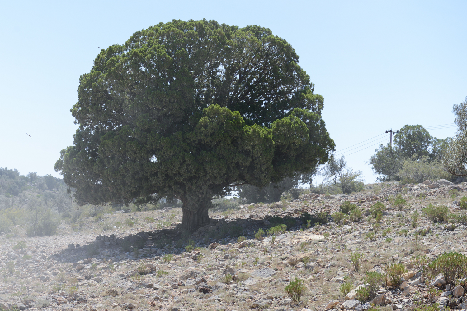 photo gallery picture