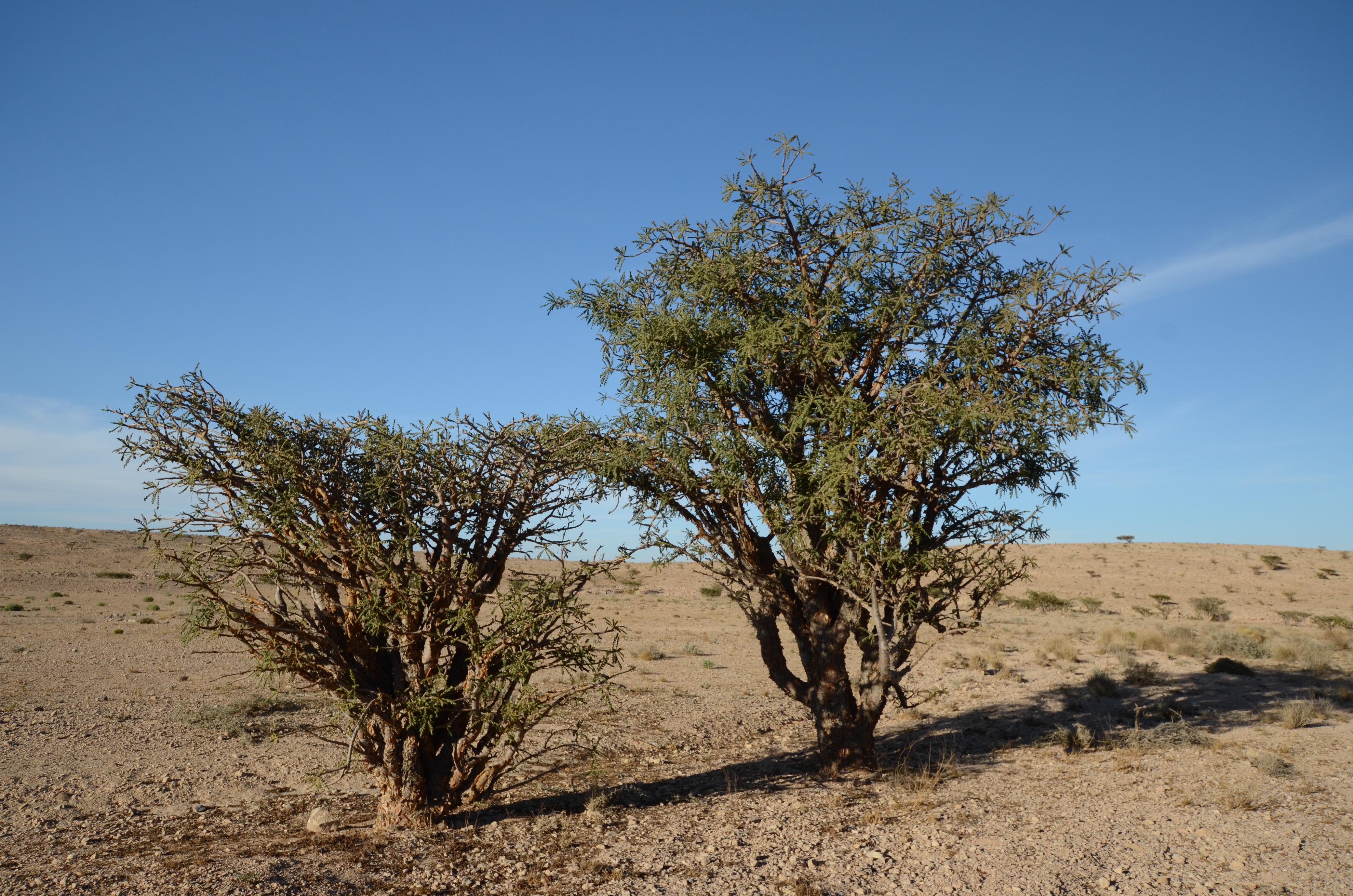 <p> </p>
<p>شاركت هيئة البيئة في الاحتفال بيوم الزراعة العماني، والذي يصادف 31 أكتوبر من كل عام، ويهدف الاحتفال إلى رفع الوعي المجتمعي بأهمية الشجرة في الحياة والمجتمع وزيادة الإدراك والمعرفة بطرق زراعة ورعاية الأشجار والمحاصيل والنباتات المختلفة، إضافة إلى إشراك شرائح المجتمع المختلفة في زراعة وإكثار الأشجار بأنواعها المتعددة ونشر الرقعة الخضراء والتوسع في زراعة الأشجار.</p>
<p>وبدأت هيئة البيئة مبكراً بسن القوانين واللوائح التنظيمية للمحافظة على الغطاء النباتي من عمليات الإحتطاب والقطع حيث أن الاشخاص الذين يقومون بالاحتطاب بدون تصرح أو الاشخاص الغير ملتزمين بالشروط، تطبق عليهم المخالفات وفق القرار الوزاري رقم (81/ 2004) الخاص بتنظيم عملية جمع ونقل الحطب استنادًا إلى قانون حماية البيئة ومكافحة التلوث الصادر بالمرسوم السلطاني رقم (114/ 2001) وقد تضمن القرار الوزاري حظر جمع أو نقل أشجار يابسة (حطب) من أملاك الدولة العامة والخاصة إلا بتصريح من الوزارة، وحددت الإجراءات المتبعة في هذا الشأن بالغرامات المالية وهي عملية اجرائية تنظيمية لضمان عدم قطع الاشجار الخضراء نظرا لدورها الكبير في إحداث التوازن البيئي . كما تشترط الوزارة على المنشآت الصناعية زراعة الغطاء النباتي حول المنشآت التابعة لها ، كما أن الوزارة تفرض على الشركات العاملة في مجال الكسارات عدم قطع الاشجار مع وضع أحرامات عليها عند نقل الاتربة.</p>
<p>ونفذت هيئة البيئة مشروع 