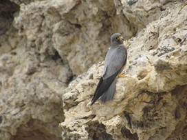 صورة خبر