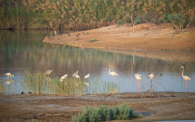 <p>Within the framework of the efforts of the Ministry of Environment and Climate Affairs to protect wetlands of all kinds in the Sultanate and in coordination with the Ramsar agreement for wetlands of international importance by announcing the monuments of the monuments as the second site of Ramsar in the Sultanate on March 22, 2020 AD, where the lake lakes of industrial wetlands are classified according to the classification of the Ramsar Land Agreement Al Rutba, with an area of ​​54 hectares, is site No. 2406 of the declared sites of the agreement, which is a wastewater treatment facility connected to a series of surrounding water pools, where this process provides quantities of treated water for reuse in irrigation fields in addition to creating an environmental system that contributed to providing an appropriate environment Birds, whether settlement or migratory, where more than 305 species of birds have been detected, in addition to the contribution of this lake to supporting the tourism sector, where it is considered one of the tourist fronts for amateur watching and bird watching.<br />On this announcement, Badr bin Saif Al Busaidi, a nature reserve specialist, said that the Sultanate joined this agreement according to Royal Decree No. (64/2012) issued on November 25, 2012, where the accreditation for the Sultanate’s accession to the agreement came in May 2013, by announcing One primary site, which is the Qurum Natural Reserve, which is located in the heart of the Governorate of Muscat, with a total area of ​​up to 80 hectares of natural forest of Crimean trees of the type (Avicennia Marina), and it is the only type that exists that can adapt to the climate of the Omani environment, and more than 200 have been monitored A type of bird, 40 species of crustaceans, and 50 species of mollusks, in addition to many small fish, as the reserve is a nursery for commercial fish reproduction of international economic nutritional value. The site's declaration as a Ramsar site is of international importance, which qualifies it to be an important destination for eco-tourism. Which are of great importance in maintaining the ecological balance, as well as the role of natural protection from tropical storms and hurricanes.<br />Ramsar goals:<br />On the goals of the Ramsar Agreement, Al-Busaidi added: The agreement aims to encourage the conservation and rational use of wetlands by means of measures taken at the national level and through international cooperation to reach sustainable development in all the world. Many wetlands are under the auspices of this agreement, which are swamps and marshes. , Lakes, valleys, oases, estuaries, delta regions, tidal lines, marshes, mangroves, coral reefs, aflajs and waterfalls, in addition to artificial wet areas such as fish ponds, dams and sewage areas.<br />Al-Busaidi added: Wetlands provide basic environmental services, which are a rate of the hydrological system, and a source of biological diversity at all levels within species (the genetic level and the level of the ecosystem) and wet areas are windows open to interactions that occur between cultural diversity and biological diversity It is considered an economic and scientific source, and its diminishing or gradual disappearance constitutes a blatant attack on the environment, the damage of which is sometimes not recoverable to normal. The Sultanate has given its own importance as most of the wetland sites are classified as natural reserve sites, where they were Announcement of nine bridges in Dhofar Governorate, in addition to the Qurum Nature Reserve Reserve<br />frameworkˈfrāmˌwərk<br />ترجمات framework<br />اسما</p>
