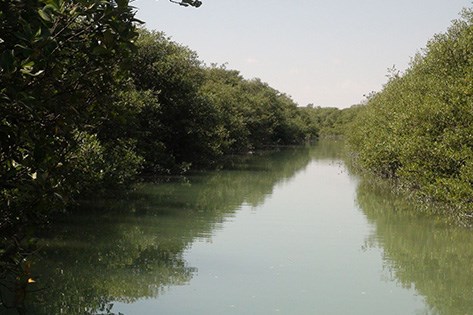 المكتبة الافتراضية