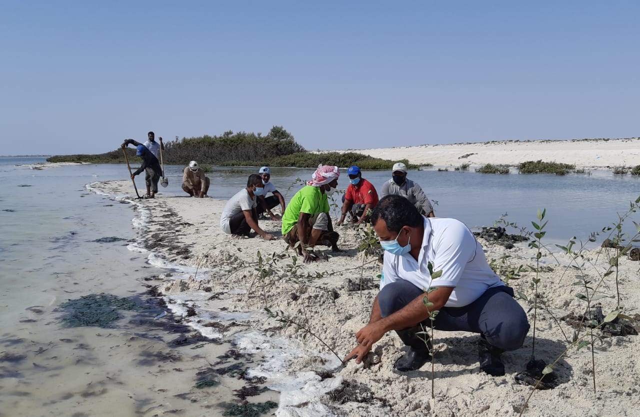 <p>The Environment authority carried out a campaign to cultivate mangroves, whereby the specialists of the Marine Environment Conservation Department, in coordination with the Environment Department in Al Wusta Governorate, planted 1,000 seedlings of mangrove seedlings in Khor Ghawi, in the state of Jazir. Increasing the areas of mangrove forests and increasing the biodiversity of marine organisms. In this regard, Badr bin Saif Al Busaidi, a specialist in natural reserves, stressed the importance of this natural resource and its close association with humans and its impact on the economic and social aspects, and its contribution is also great to enrich biodiversity and create A balanced ecosystem that complements the surrounding ecosystems.<br />Al-Busaidi added that the mangrove seedlings cultivation project began to be implemented in 2001 and until today, about 685 thousand mangrove seedlings have been cultivated in 32 sites, and through studies and field visits whose results indicated a tangible increase in biodiversity due to the presence of The mangrove environment system in the lagoons, as it contributed to the increase in the types of wildlife such as crustaceans, molluscs and other small marine organisms that support the surrounding ecosystems. It also contributed to the increase in the number of birds whose habitats depend on the environments of mangroves in addition to the fact that mangrove environments are among the most systems. A complication, as it was discovered recently that it is one of the largest ecosystems that store high amounts of carbon circulating in the atmosphere by human practices, and this calls on us to intensify studies and research to know the amounts of carbon stored in the current forests and their efficiency in preserving biodiversity.</p>
